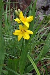 Hypoxis sp.